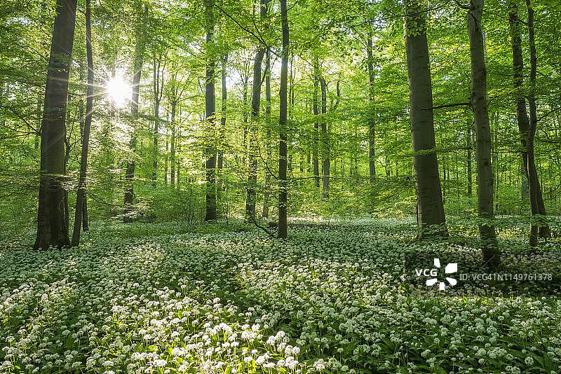 德国图林根州，海尼希国家公园，山毛榉森林和开花的熊葱图片素材