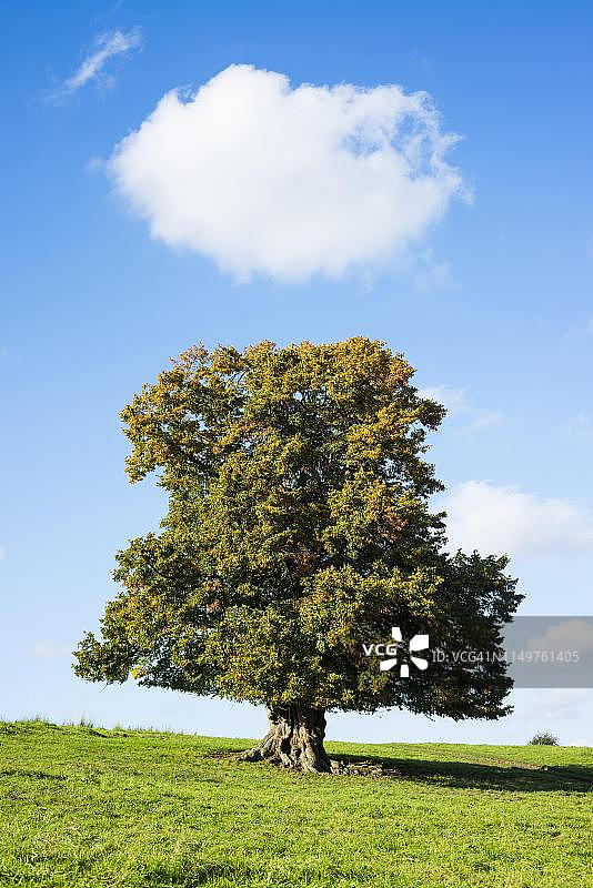 德国图林根的秋季老椴树（阔叶椴）图片素材