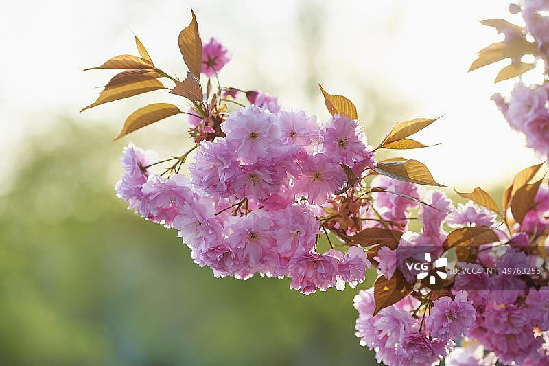 日本樱花（关山樱），春季在德国巴伐利亚盛开图片素材