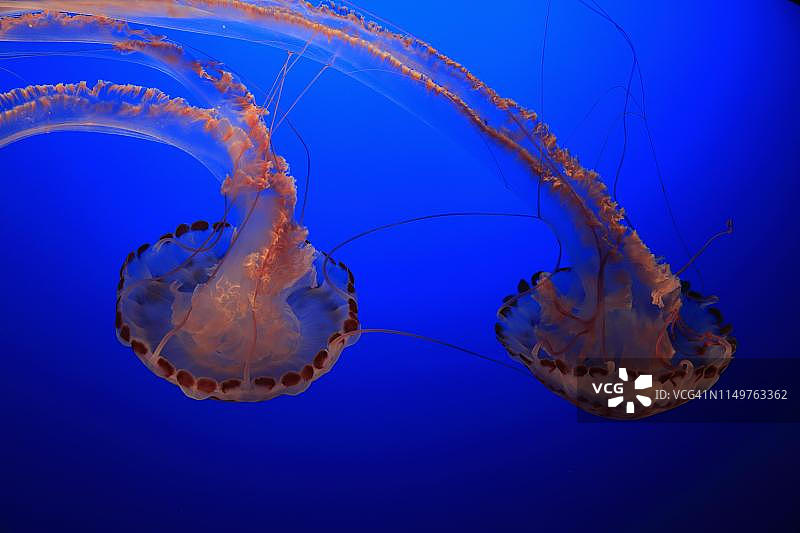 美国加州水域中的紫色条纹水母图片素材