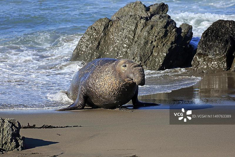 海滩上的成年雄性北方象海豹,美国加利福尼亚州圣路易斯奥比斯波县圣西蒙 Piedras Blancas 栖息地图片素材