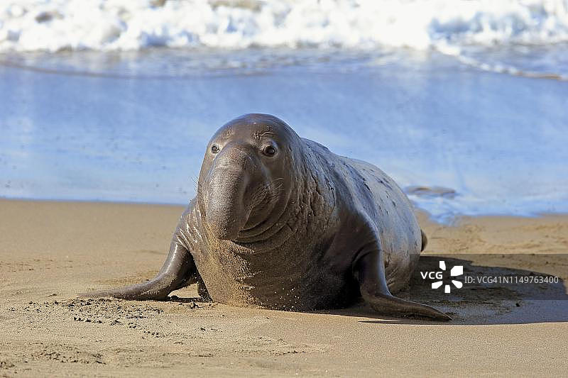 海滩上的成年雄性北方象海豹,美国加利福尼亚州圣路易斯奥比斯波县圣西蒙 Piedras Blancas 栖息地图片素材