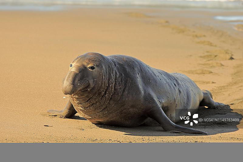 海滩上的成年雄性北方象海豹，美国加利福尼亚州圣路易斯奥比斯波县圣西蒙 Piedras Blancas 栖息地图片素材