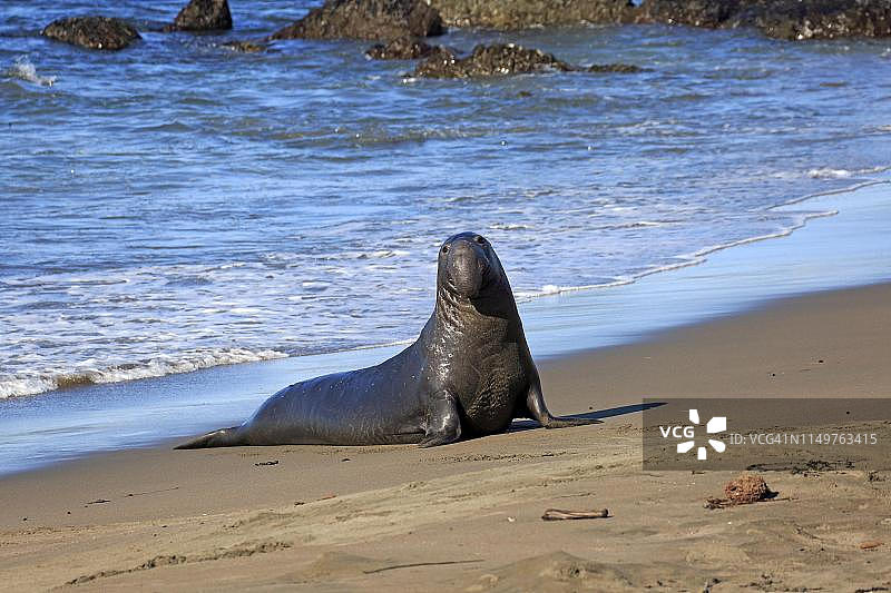 海滩上的成年雄性北方象海豹,美国加利福尼亚州圣路易斯奥比斯波县圣西蒙 Piedras Blancas 栖息地图片素材