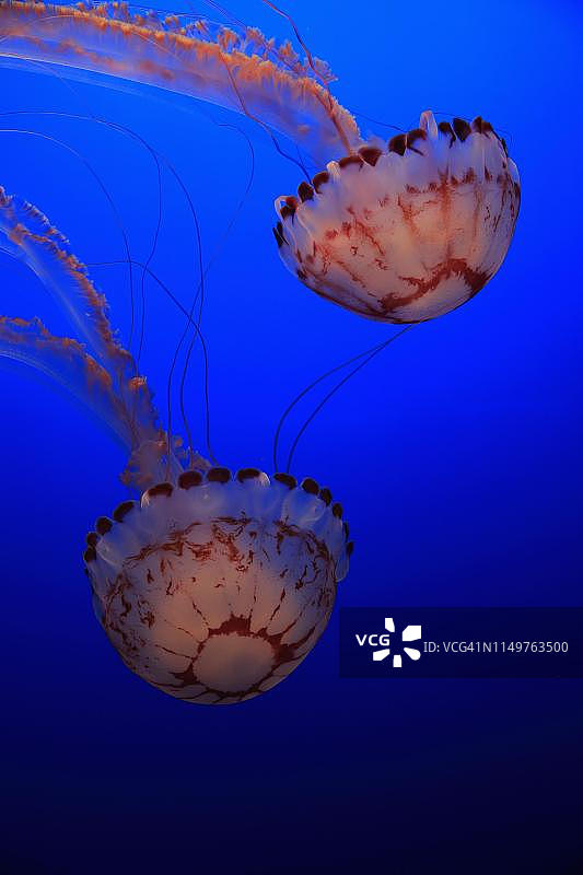 美国加州水域中的紫色条纹水母图片素材