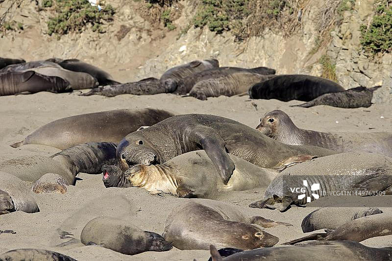 北方象海豹：成年夫妇在海滩上交配（地点：美国加利福尼亚州）图片素材