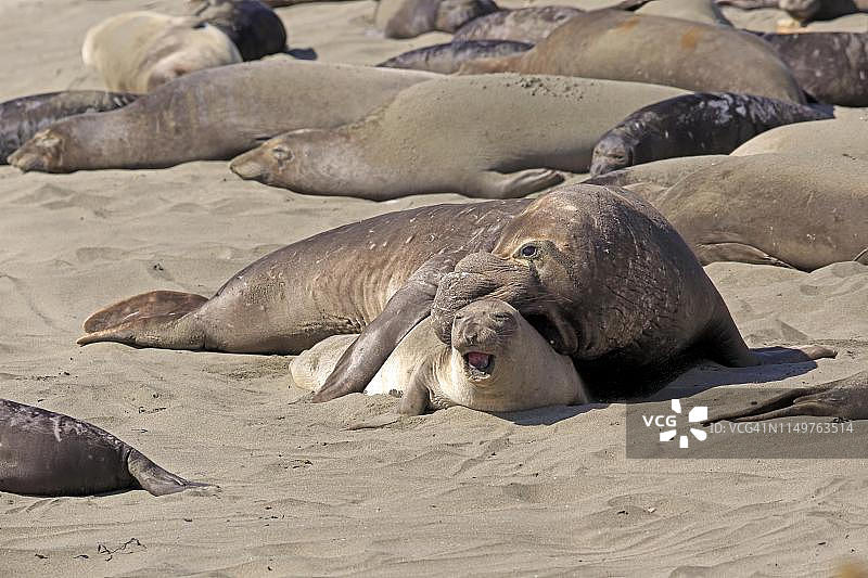 中国加州圣西蒙象海豹交配场景图片素材