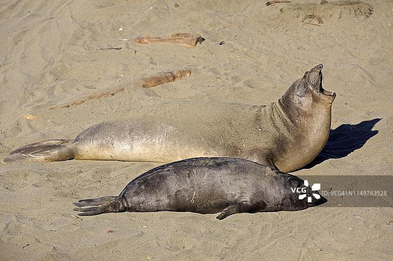 北方象海豹在沙滩上休息，美国加利福尼亚州圣西蒙图片素材