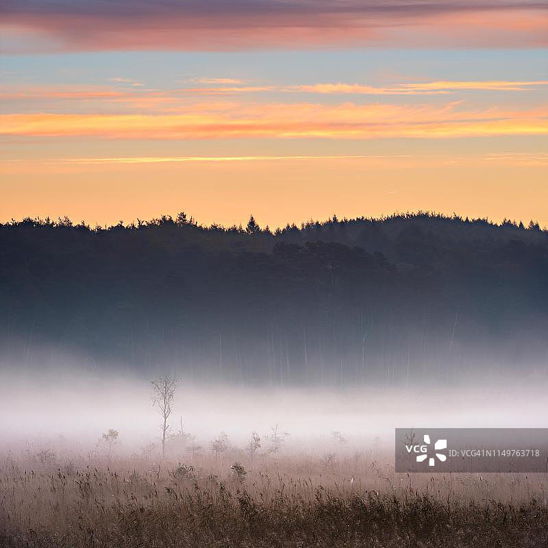 德国梅克伦堡-西波美拉尼亚州米里茨国家公园的雾气沼泽图片素材