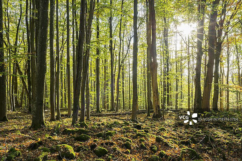 德国巴伐利亚州伦生物圈保护区中的欧洲山毛榉和覆满青苔的石头图片素材