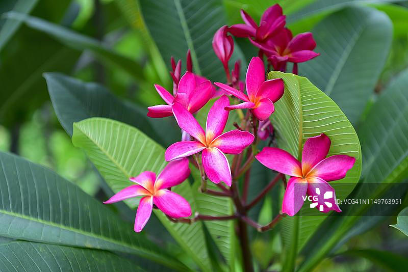 泰国芭堤雅盛开的粉红鸡蛋花图片素材