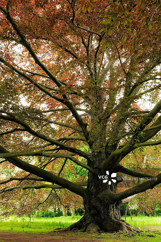 德国萨克森-安哈尔特的老铜山毛榉（紫叶山毛榉）图片素材