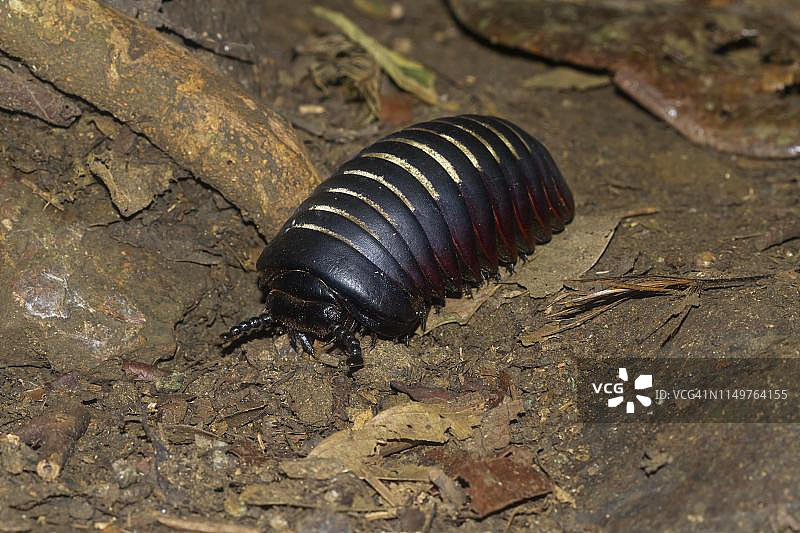 京那巴鲁国家公园，沙巴，婆罗洲，马来西亚地上的巨型丸千足虫图片素材