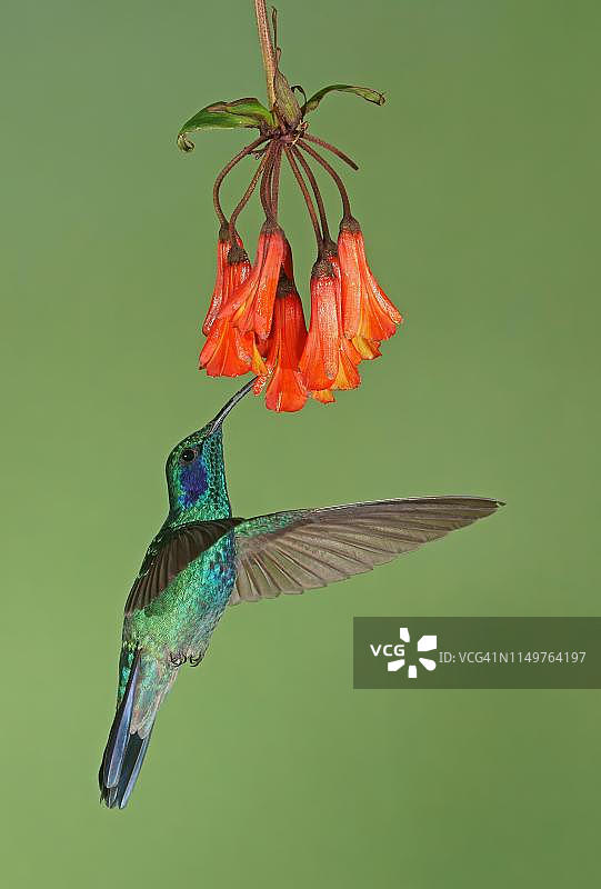 飞行中的墨西哥紫耳蜂鸟（Colibri thalassinus），正在哥斯达黎加的红花上采蜜图片素材