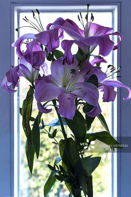 巴伐利亚窗前的粉色百合图片素材