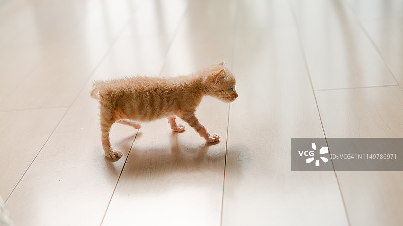 在地板上行走的可爱的虎斑猫图片素材