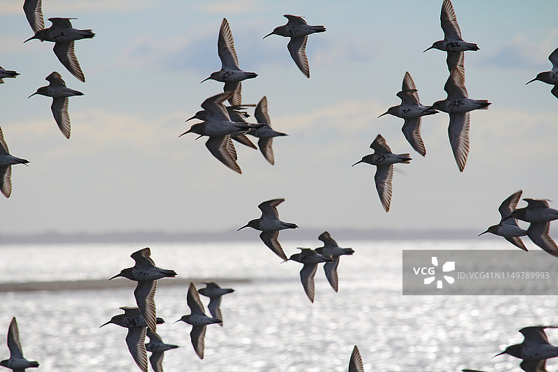 飞行中的一群红腹滨鹬图片素材