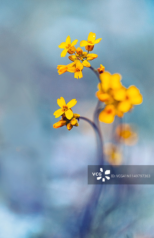 紫色模糊背景上的黄色花朵微距艺术图片素材