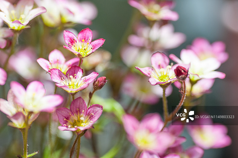 粉红色虎耳草图片素材