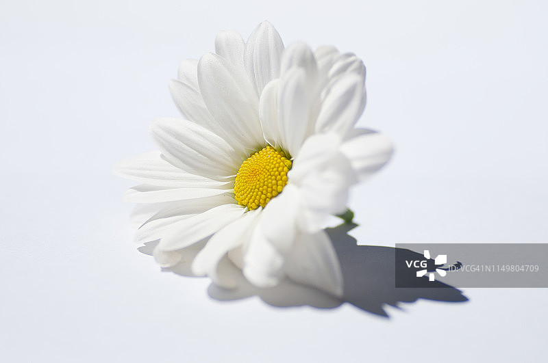 洋甘菊花图片素材