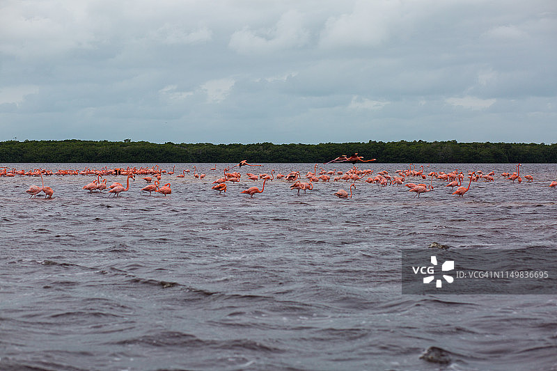 墨西哥火烈鸟图片素材