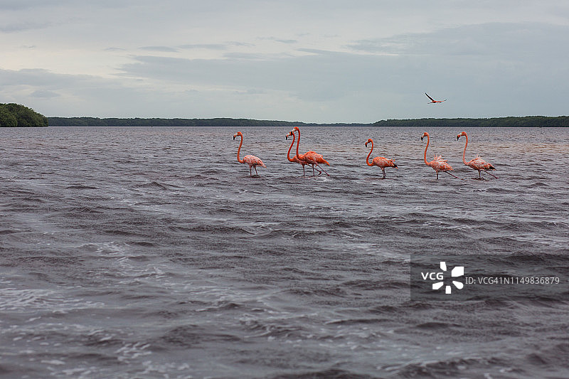 墨西哥火烈鸟图片素材