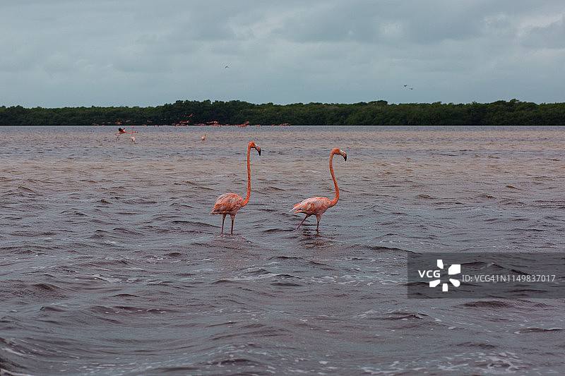 墨西哥火烈鸟图片素材