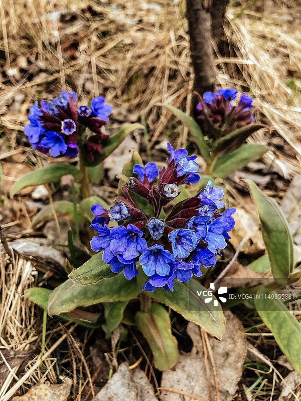 盛开的肺草图片素材