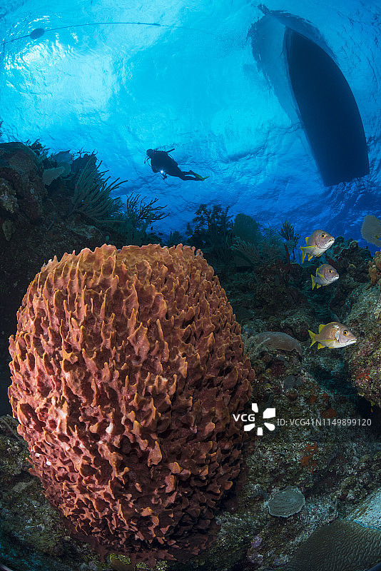 加勒比海海洋生物图片素材