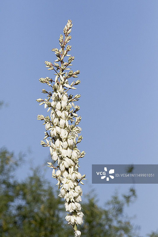 皂树丝兰花图片素材