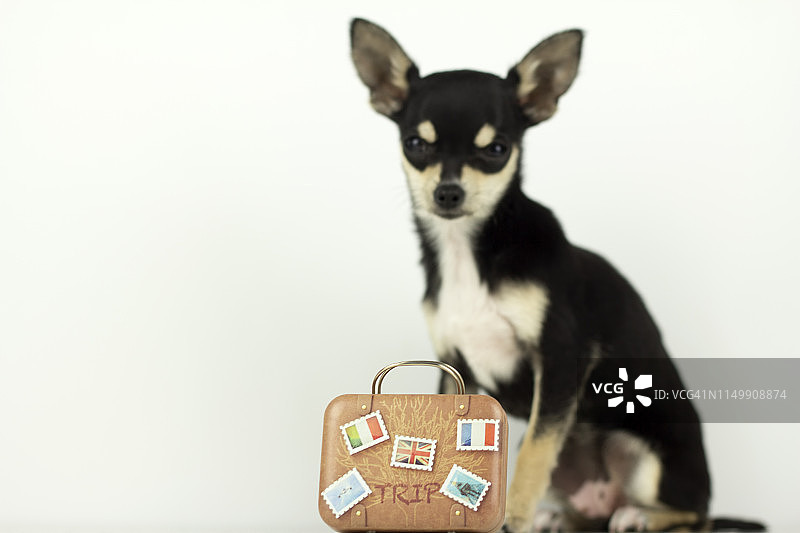 带着行李箱去度假放松的狗图片素材