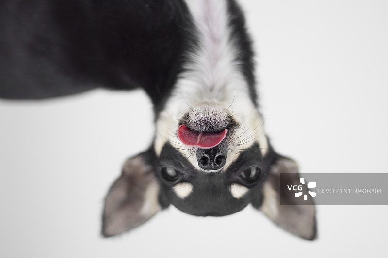 头朝下的狗图片素材