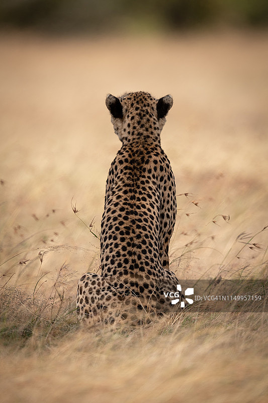 猎豹坐在长长的草丛中背对着图片素材