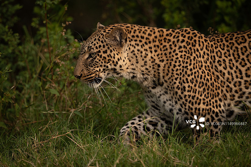 豹子穿过长草的特写图片素材