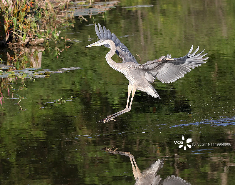 大蓝鹭图片素材