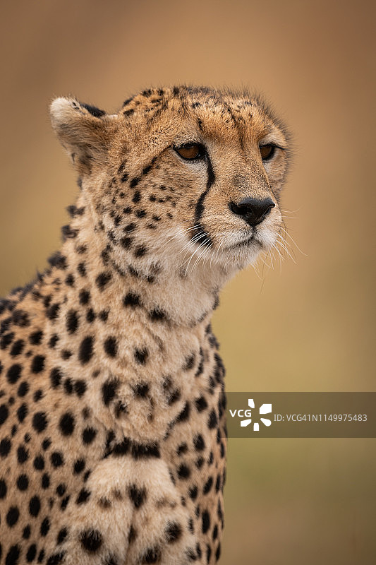 猎豹的头部和肩部特写图片素材