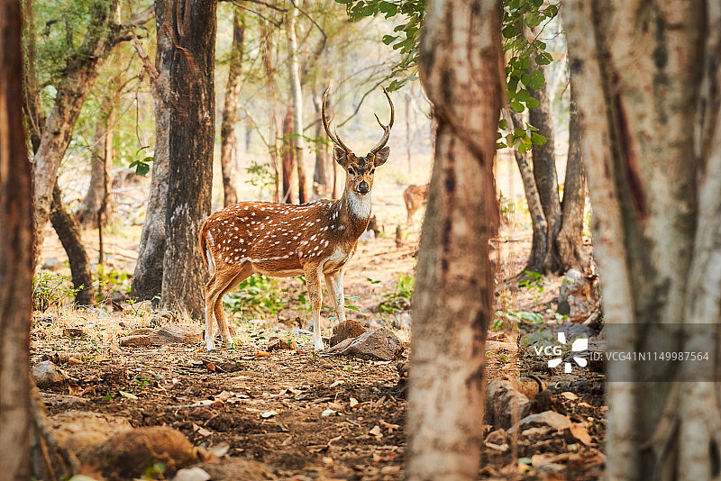 注视镜头的鹿图片素材
