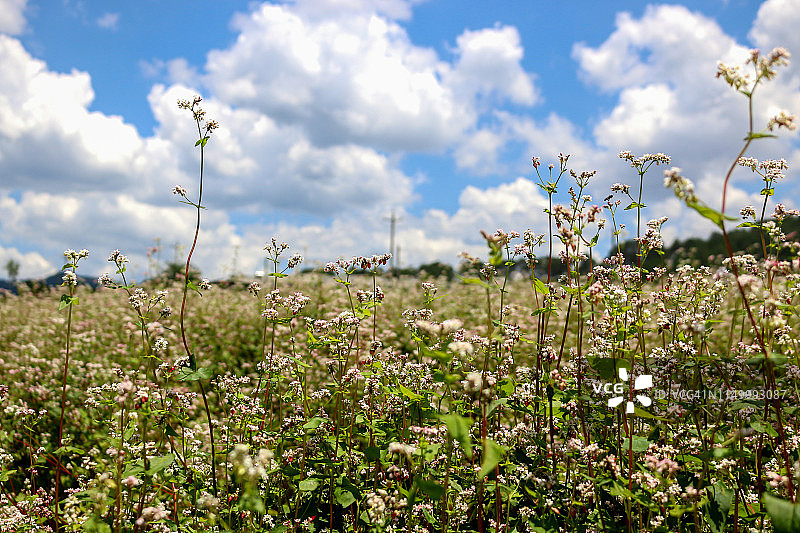 荞麦之美图片素材