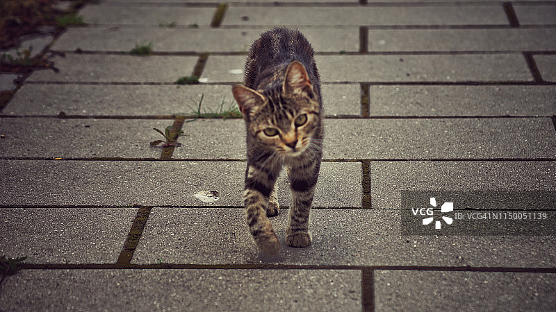 一只猫图片素材