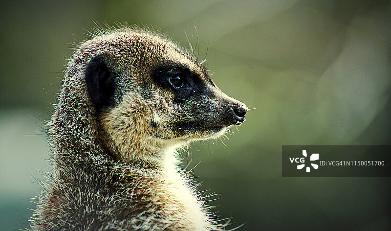 有趣的猫鼬图片素材
