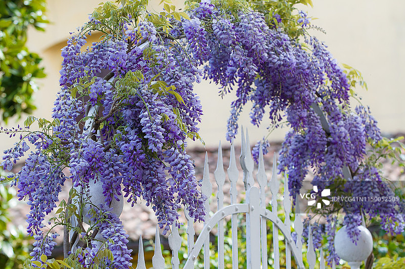 带栅栏的拱形花门图片素材