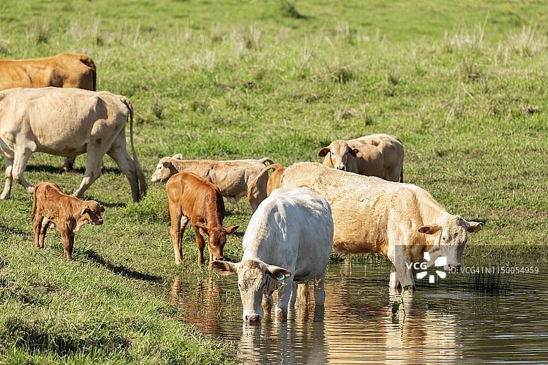 婆罗门肉牛图片素材