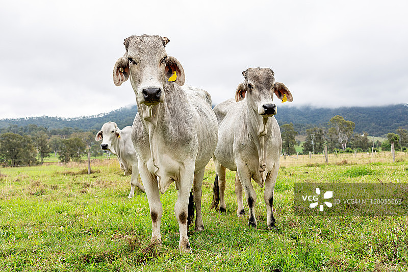 婆罗门肉牛图片素材