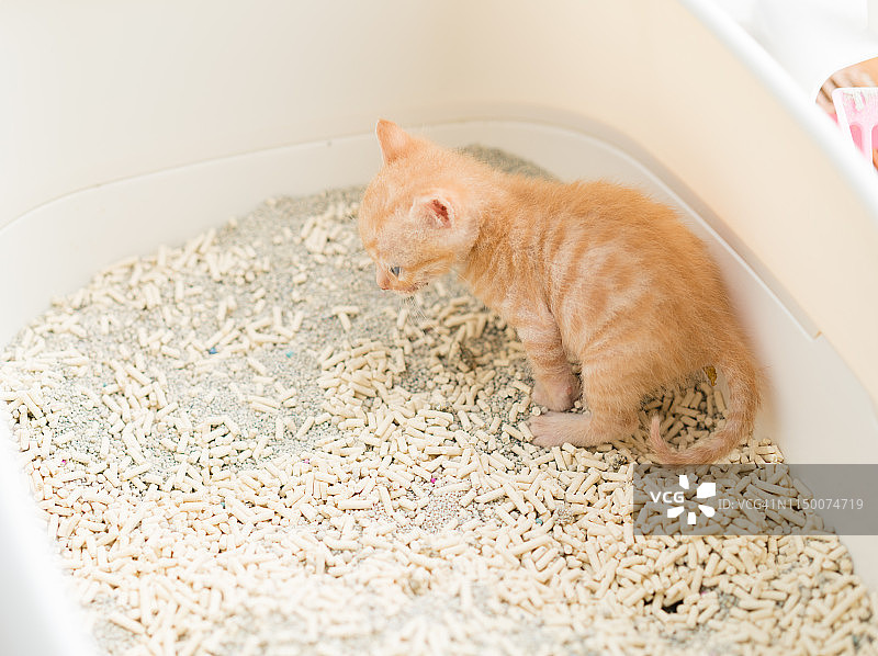 在塑料猫砂盆里的猫图片素材