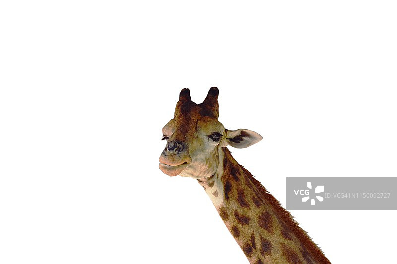 在白色背景上看起来像微笑的长颈鹿图片素材