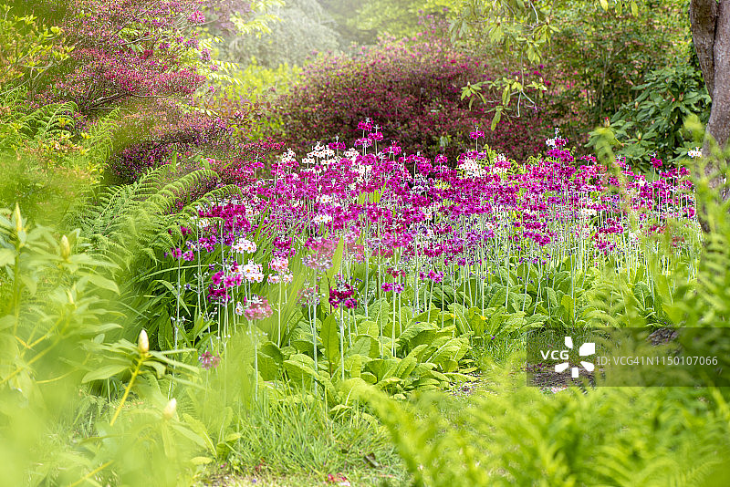 英国乡村花园中盛开的粉色报春花特写图片素材