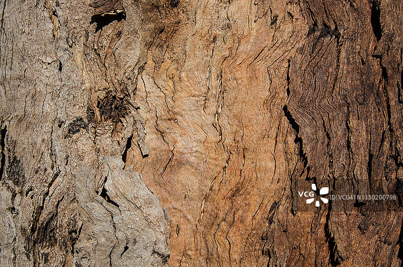 桉树树干上的树皮剥落图片素材