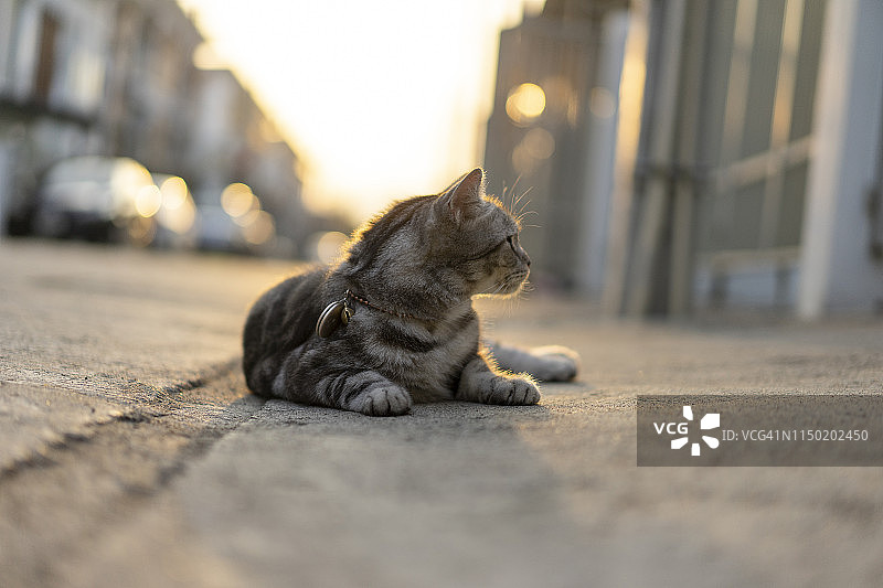 后院花园里非常可爱的美短猫特写图片素材