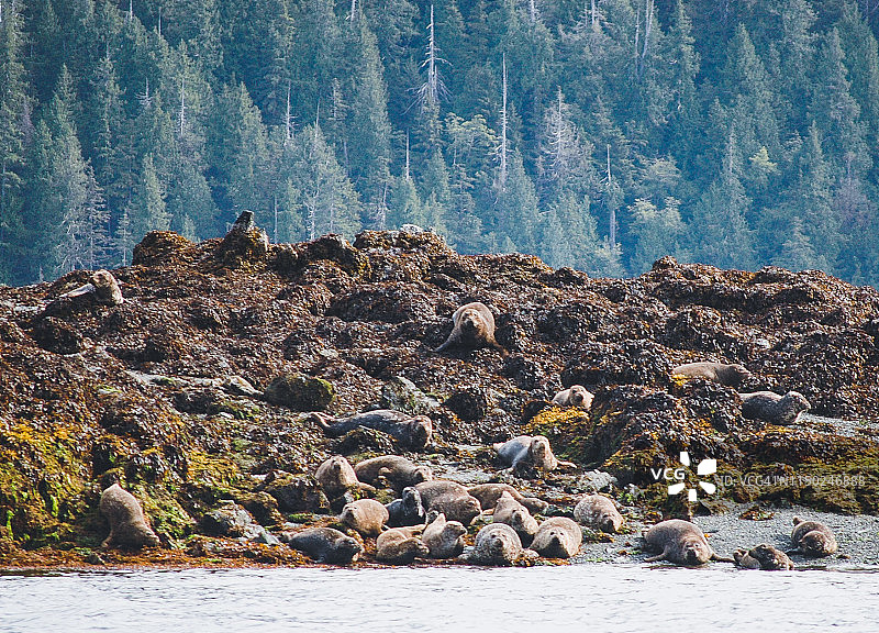 瓜伊哈纳斯群岛的海豹图片素材