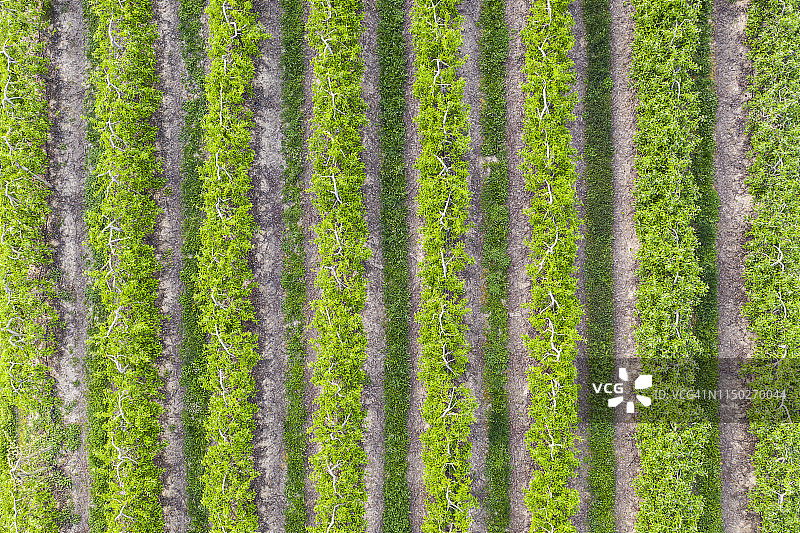 法国卢瓦尔河谷的果园鸟瞰图图片素材